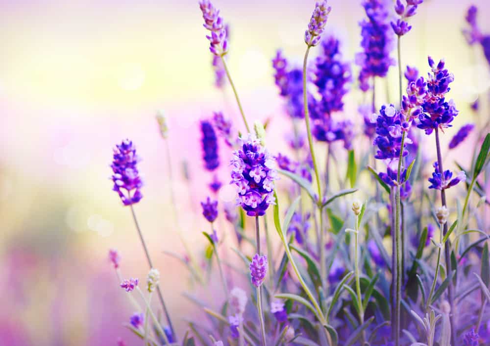 Lavendel Verbreitung